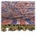 Image 5 of Paisley Patterned Pashmina 